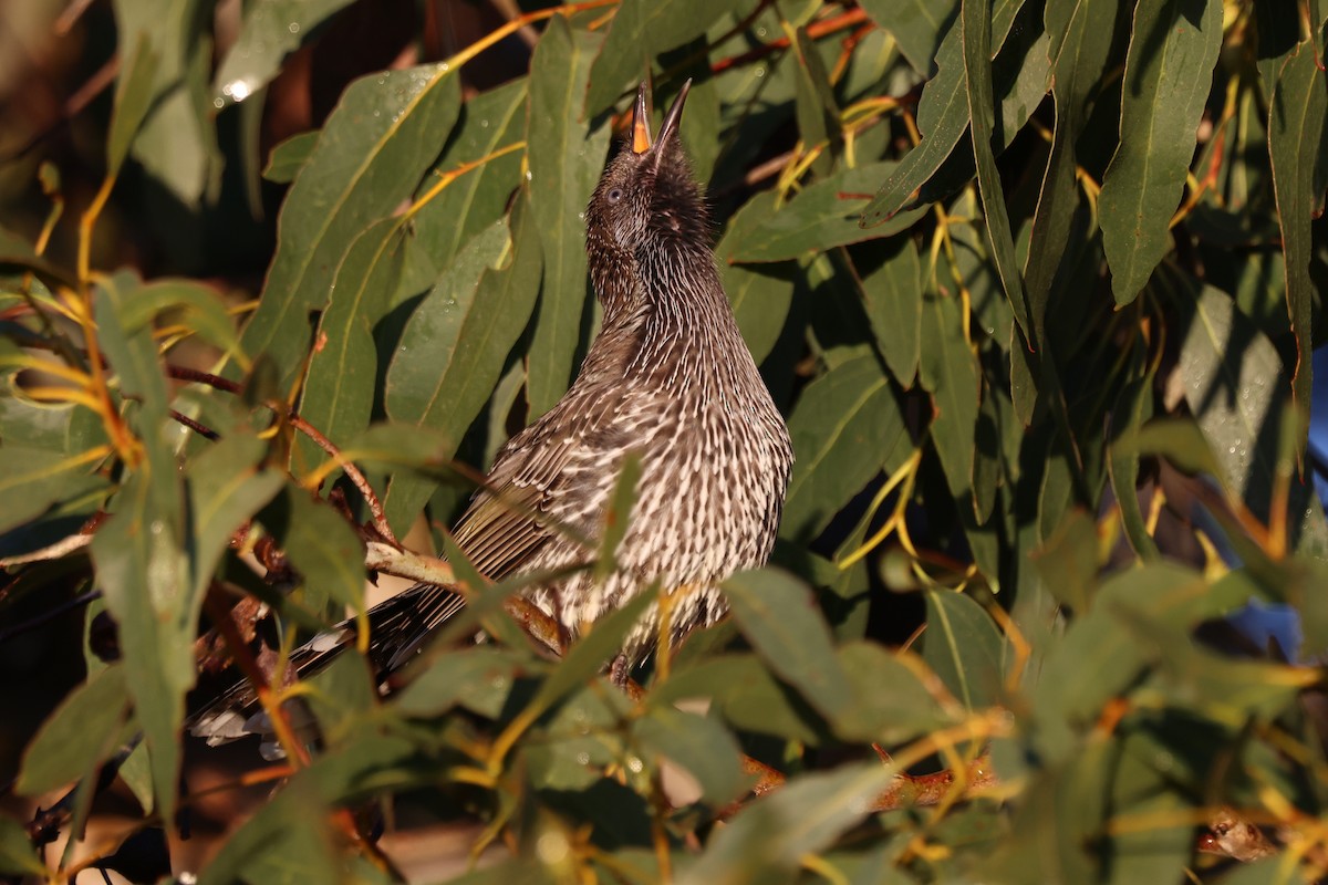 Little Wattlebird - ML638349521