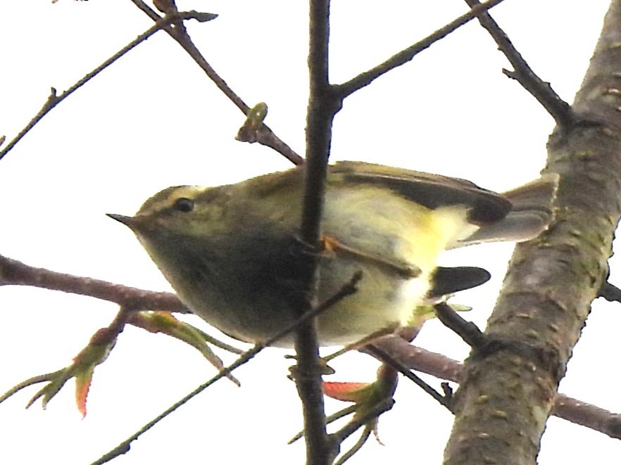 Yellow-browed Warbler - ML638349526