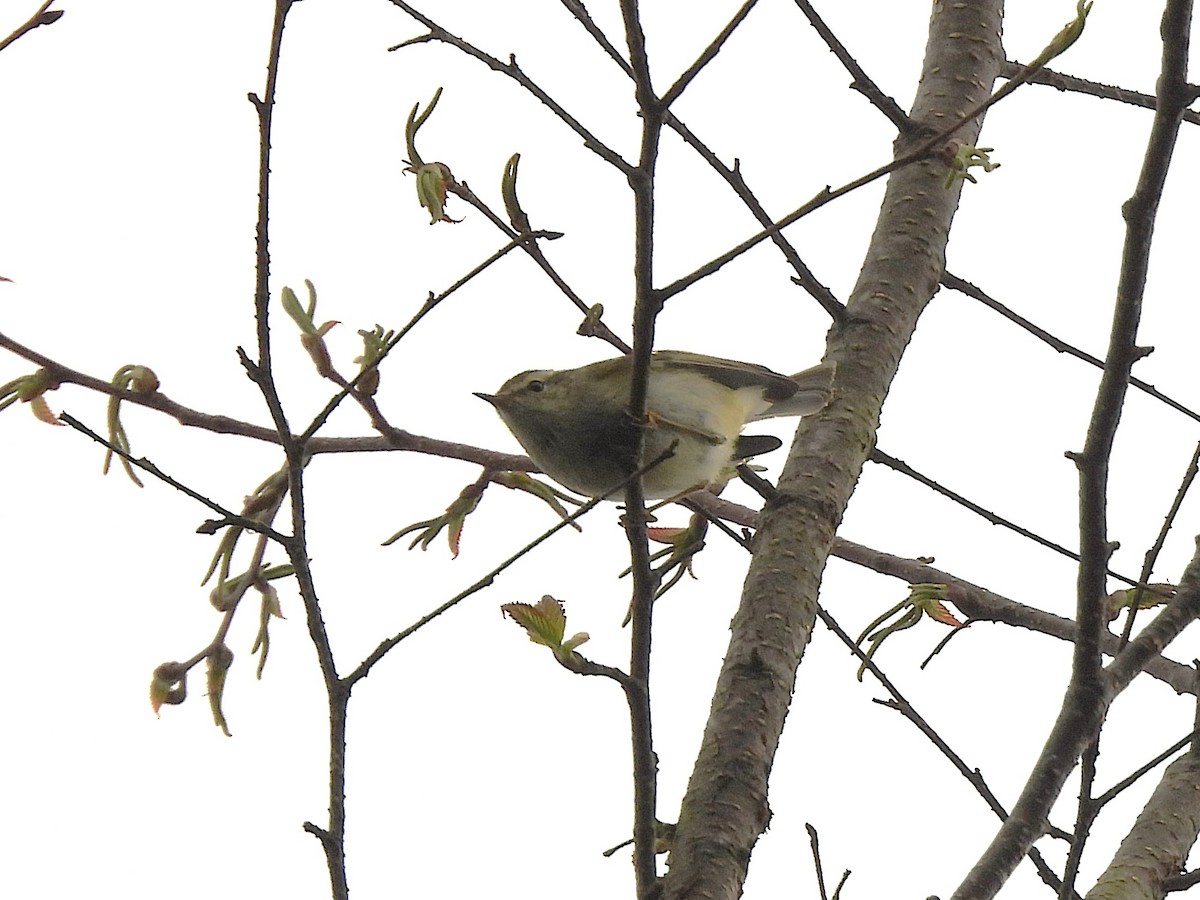 Yellow-browed Warbler - ML638349527