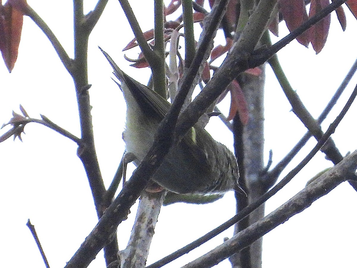 Yellow-browed Warbler - ML638349528