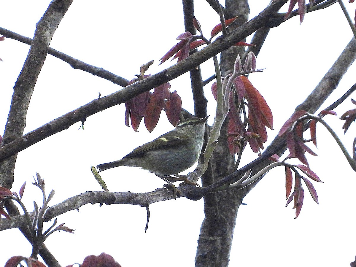 Yellow-browed Warbler - ML638349529