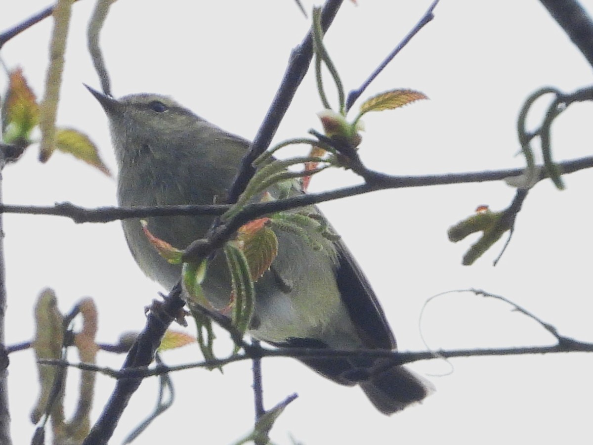 Hume's Warbler - ML638349533