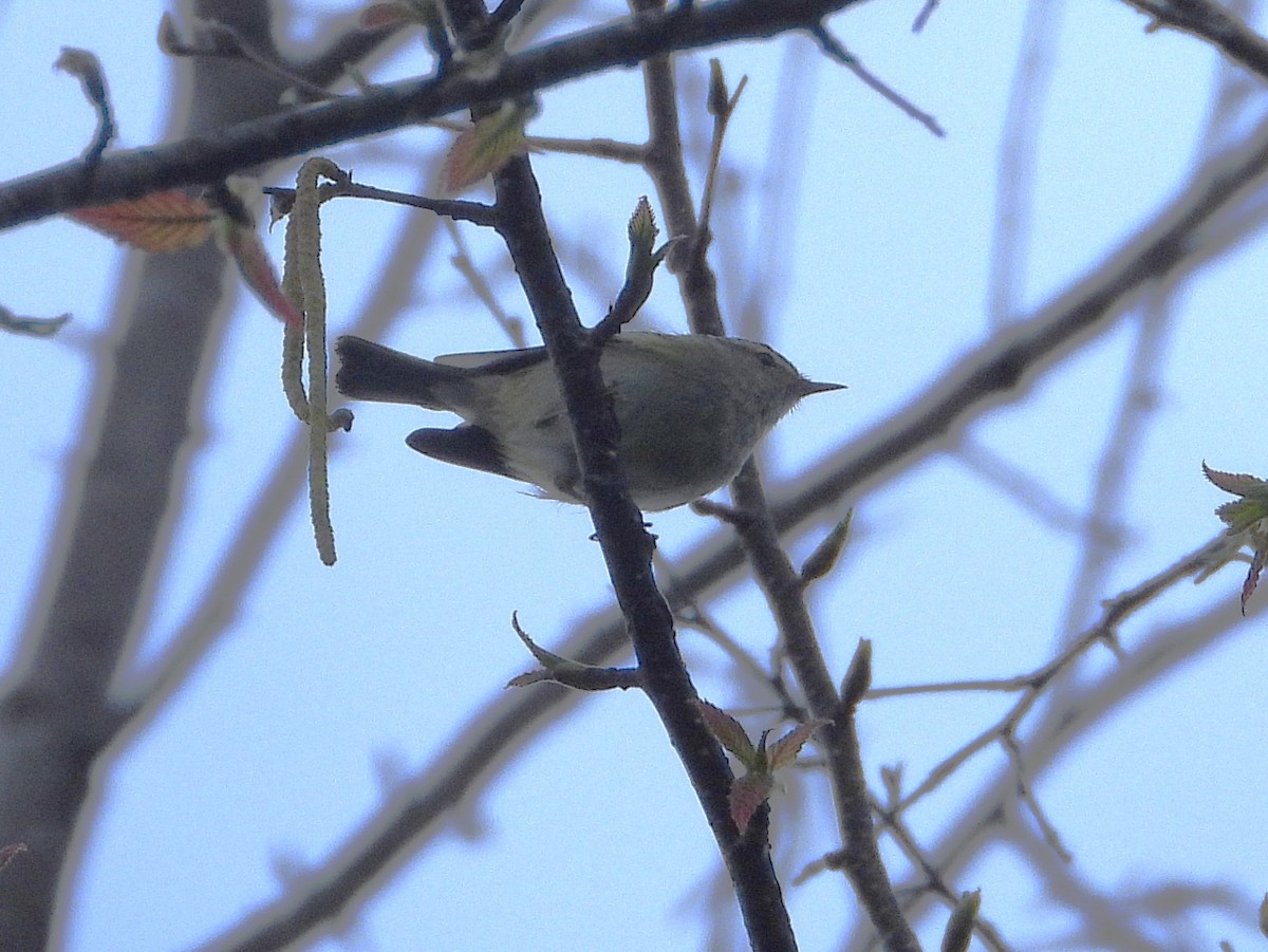 Hume's Warbler - ML638349535