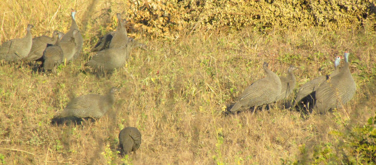 Helmeted Guineafowl - ML638349548