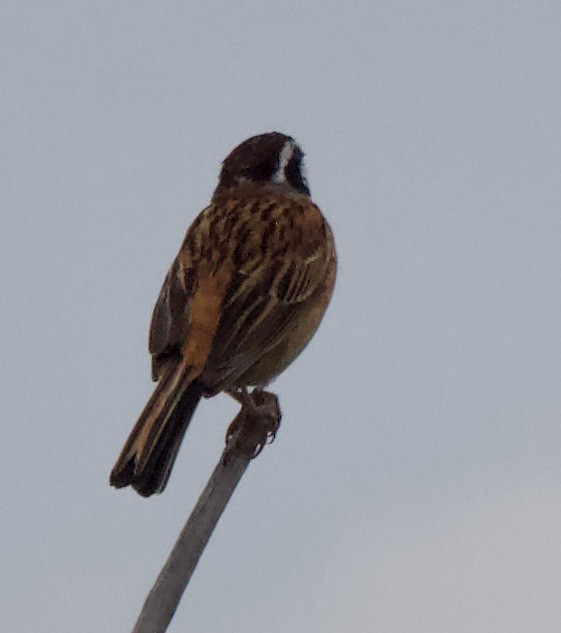 Çayır Çintesi (ciopsis) - ML638349563