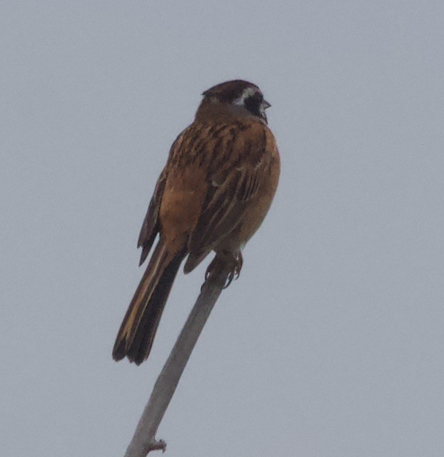 Çayır Çintesi (ciopsis) - ML638349570