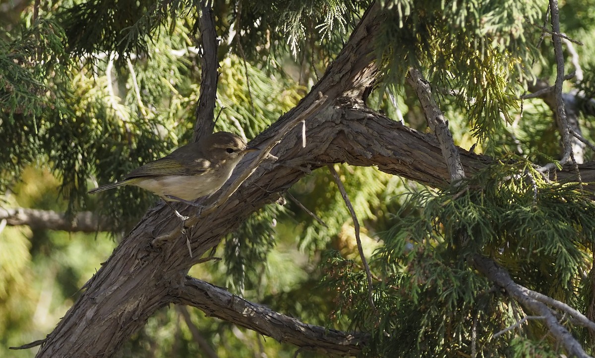 Brown Woodland-Warbler - ML638349616