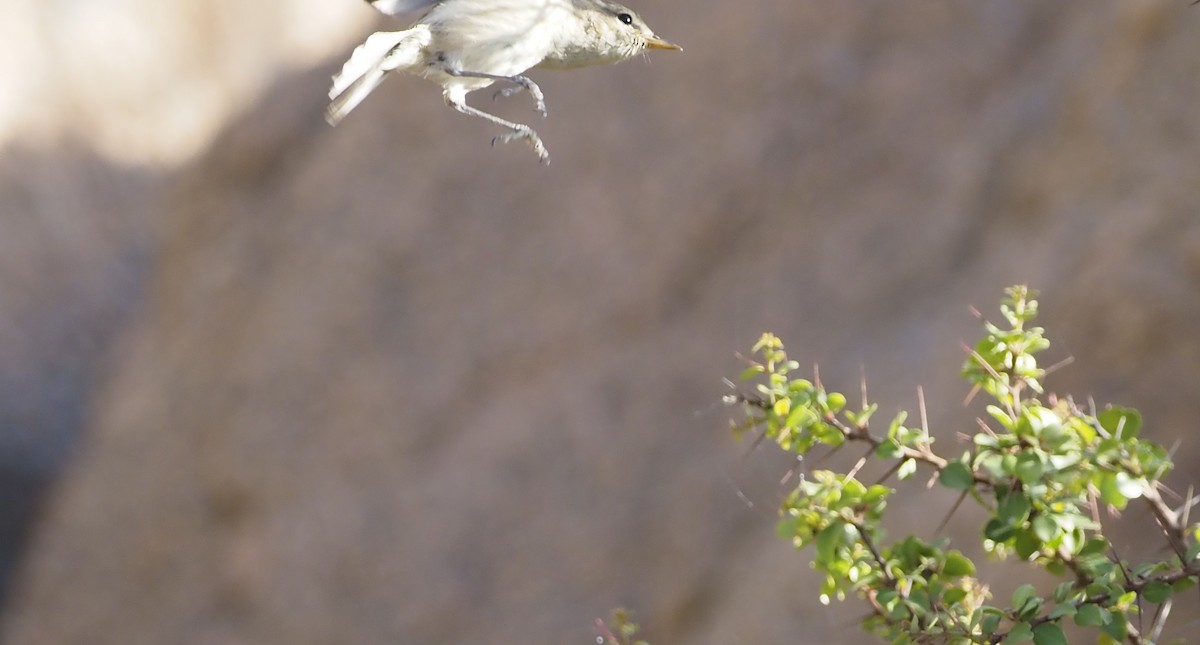 Brown Woodland-Warbler - ML638349627