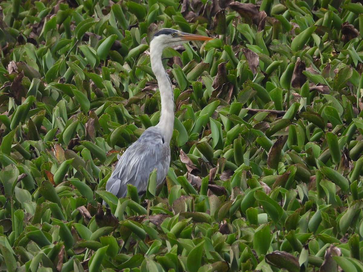 Gray Heron - ML638349631