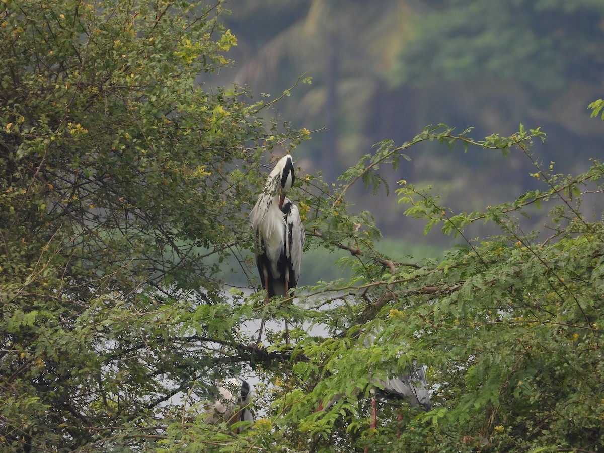 Gray Heron - ML638349632