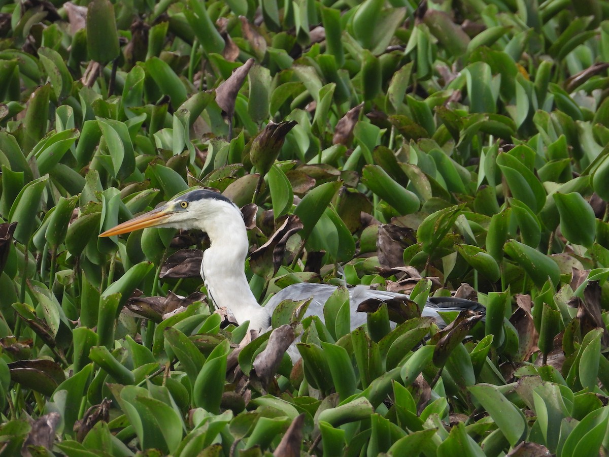 Gray Heron - ML638349633