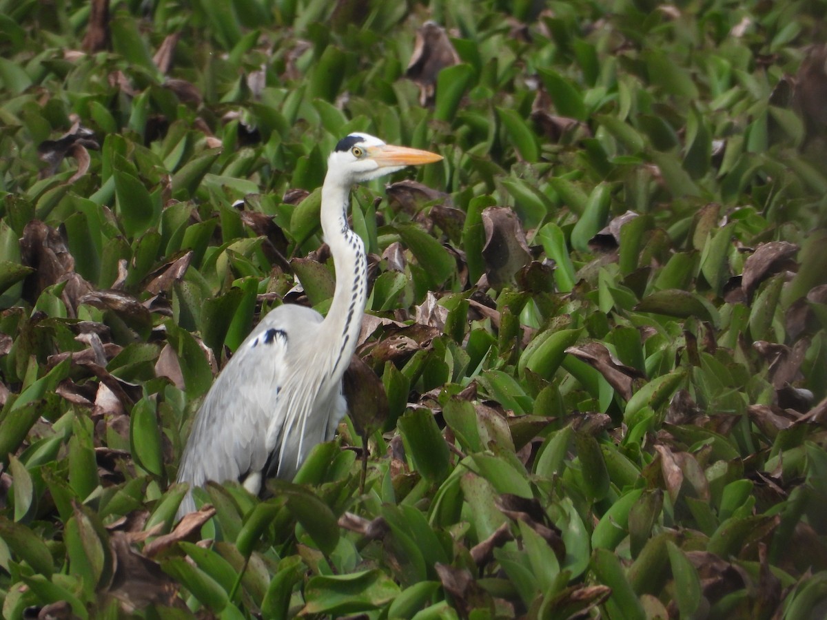 Gray Heron - ML638349634