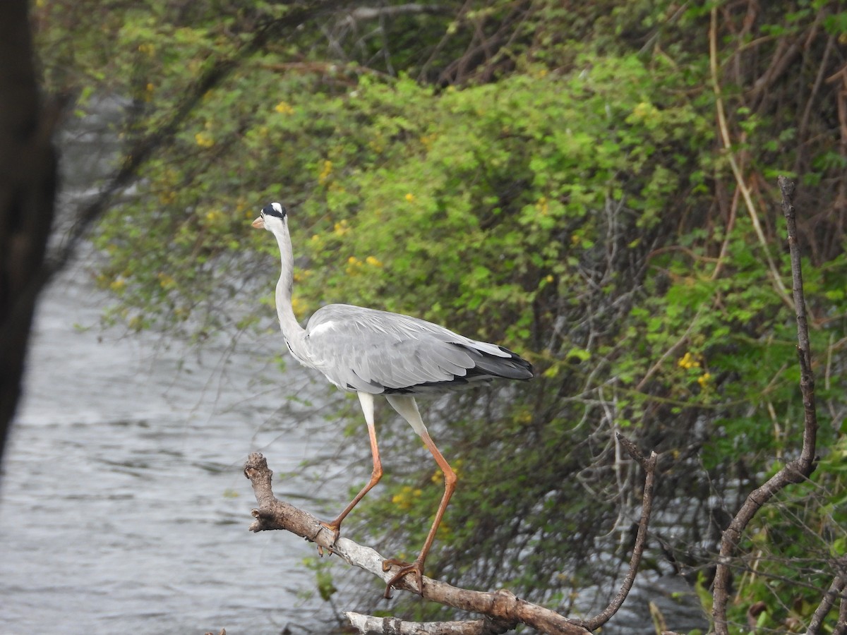 Gray Heron - ML638349635