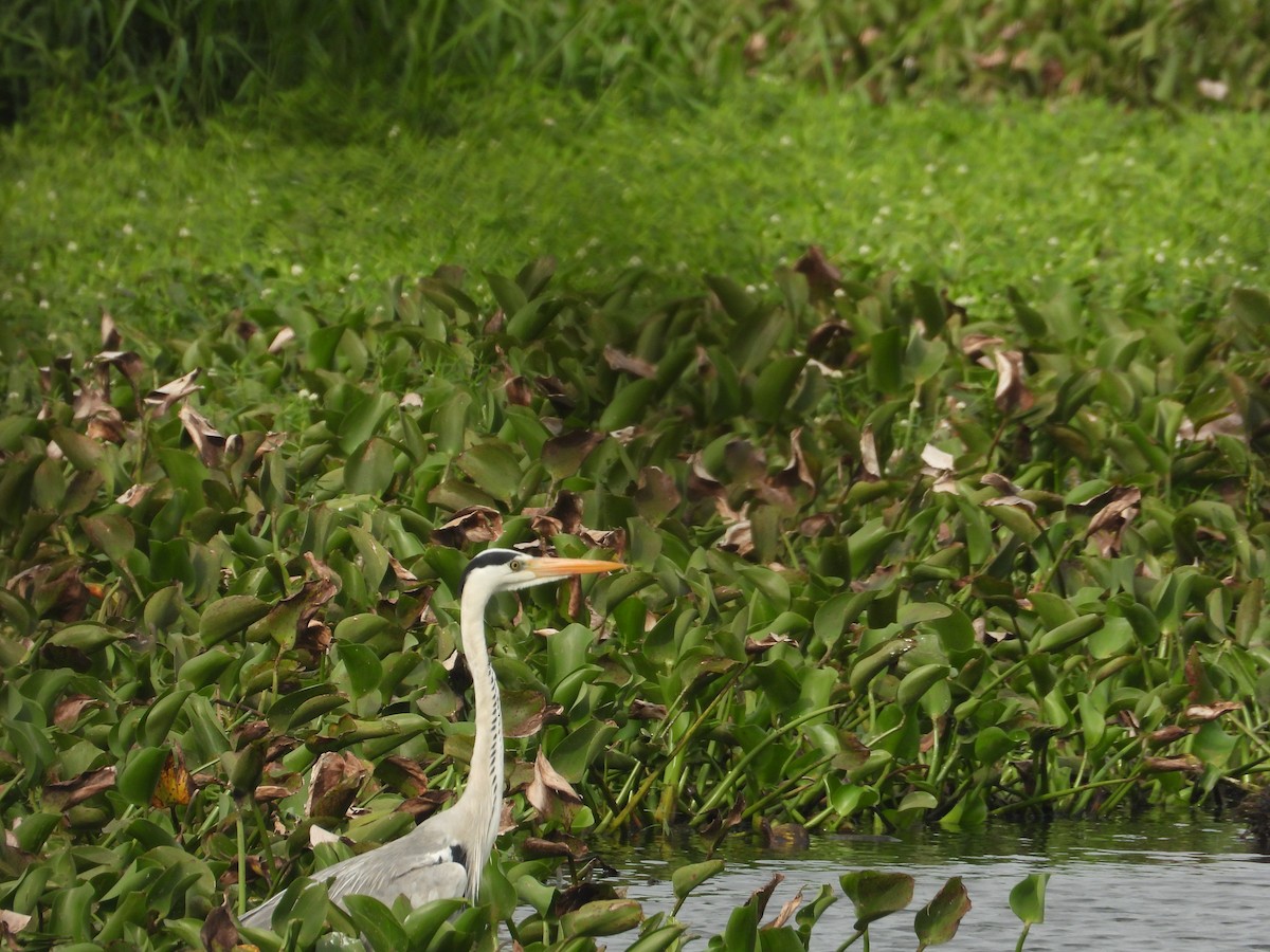 Gray Heron - ML638349637