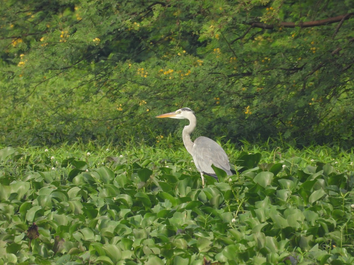 Gray Heron - ML638349638
