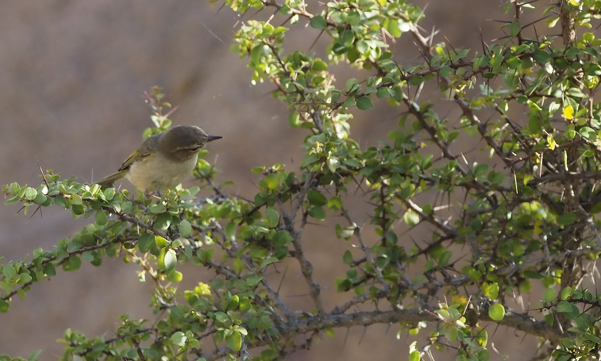 Brown Woodland-Warbler - ML638349639