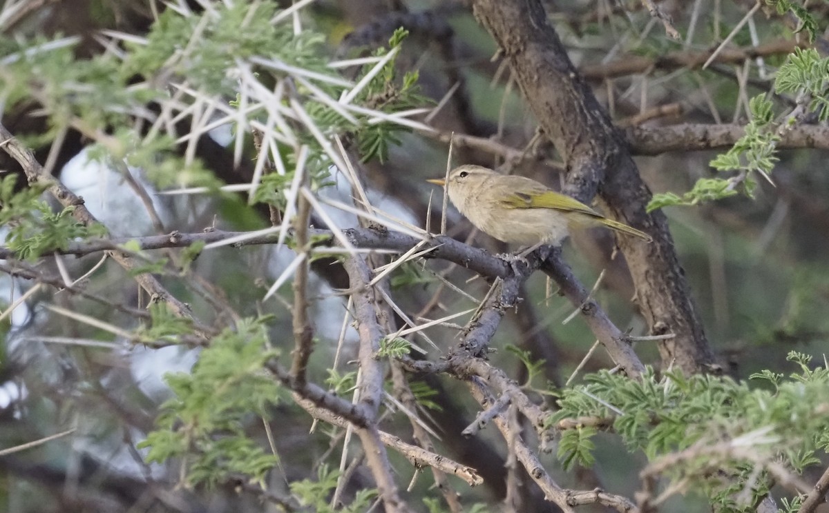 Brown Woodland-Warbler - ML638349680