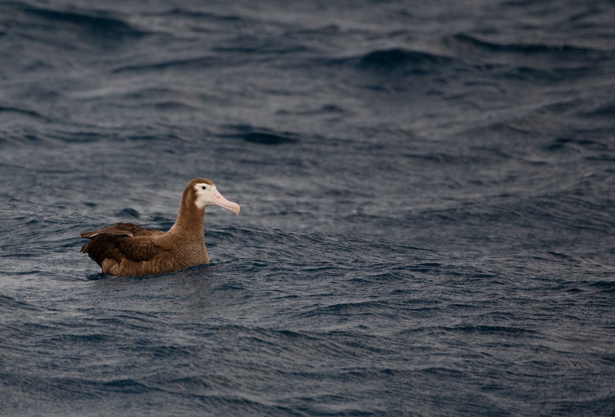 Snowy Albatross - ML638349696