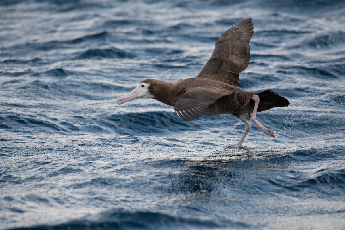 Snowy Albatross - ML638349697
