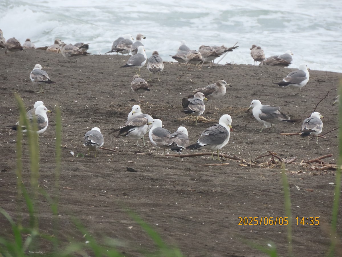 Black-tailed Gull - ML638349698