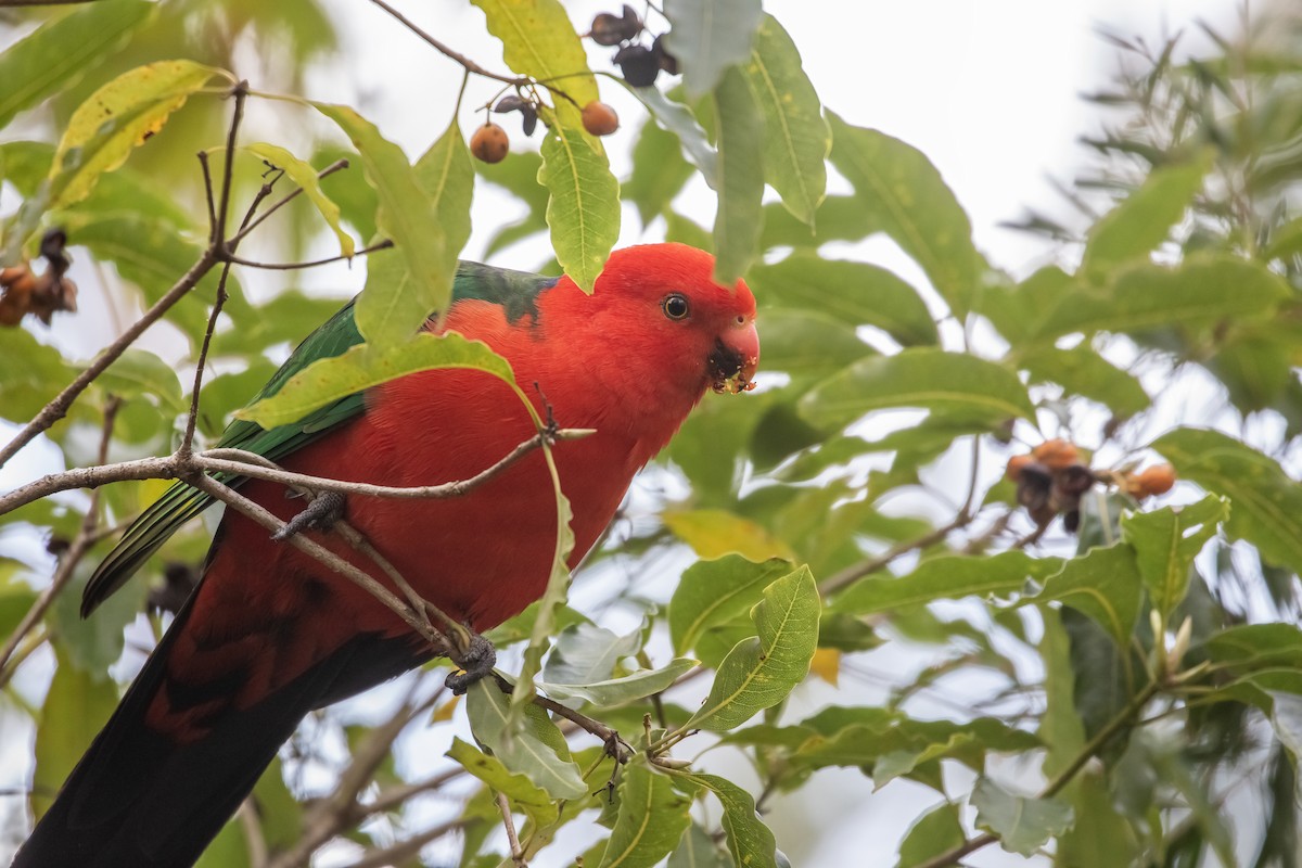 Australian King-Parrot - ML638349709