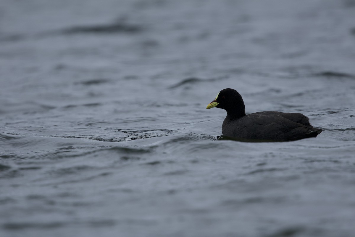 Red-gartered Coot - ML638349734