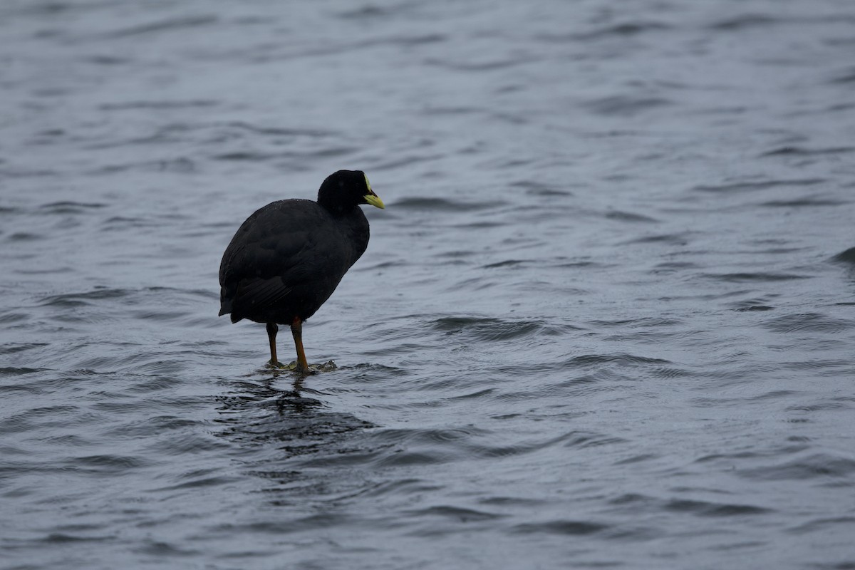 Red-gartered Coot - ML638349735