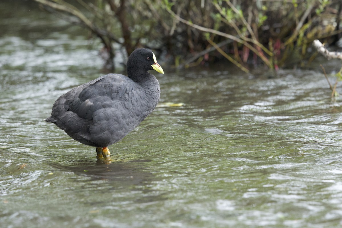 Red-gartered Coot - ML638349736