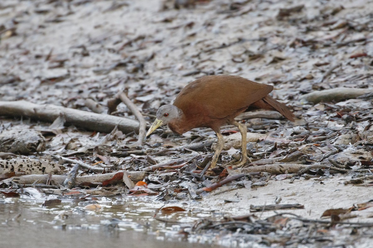 Chestnut Rail - ML638349737