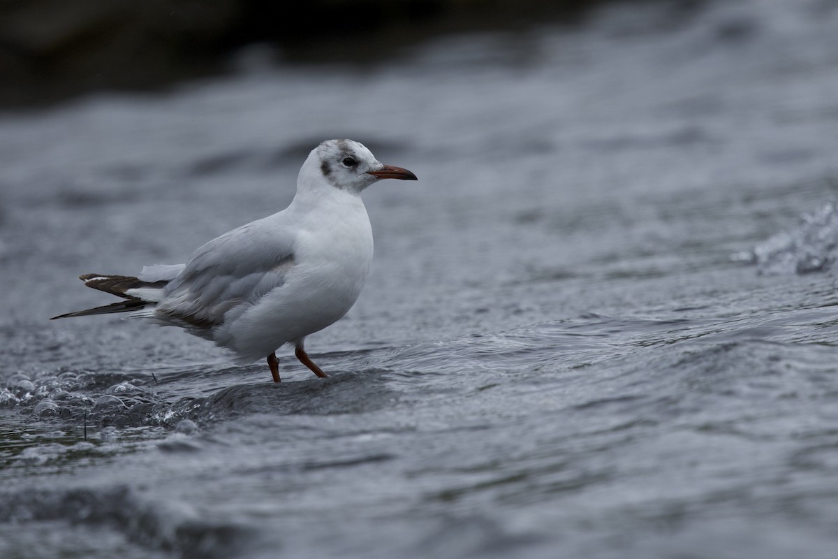 Brown-hooded Gull - ML638349738