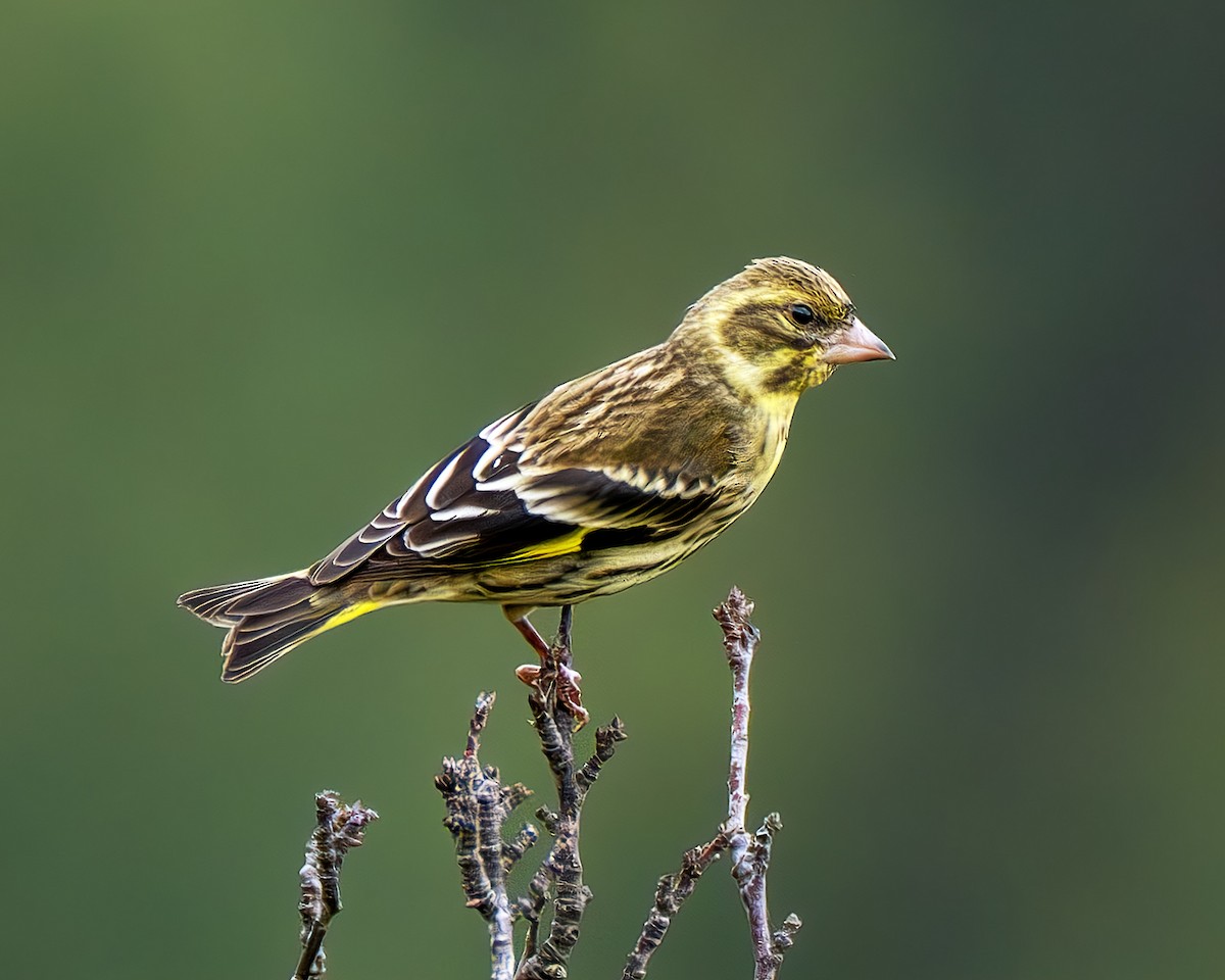 Yellow-breasted Greenfinch - ML638349752