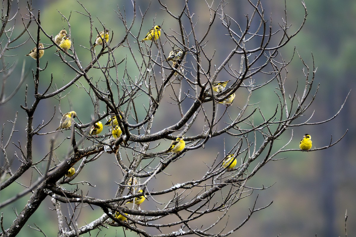 Yellow-breasted Greenfinch - ML638349754