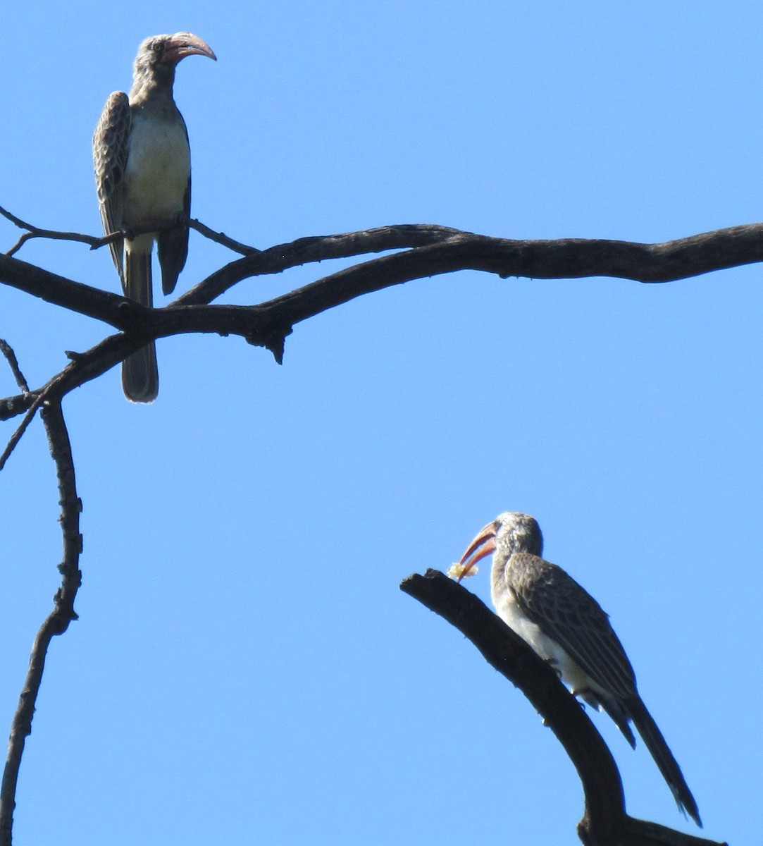Bradfield's Hornbill - ML638349755