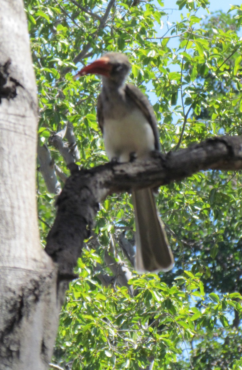 Bradfield's Hornbill - ML638349757