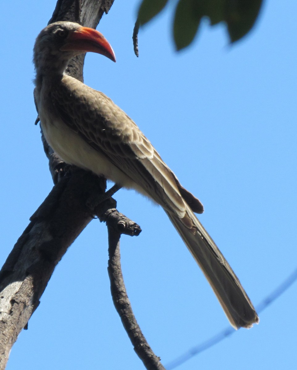 Bradfield's Hornbill - ML638349758