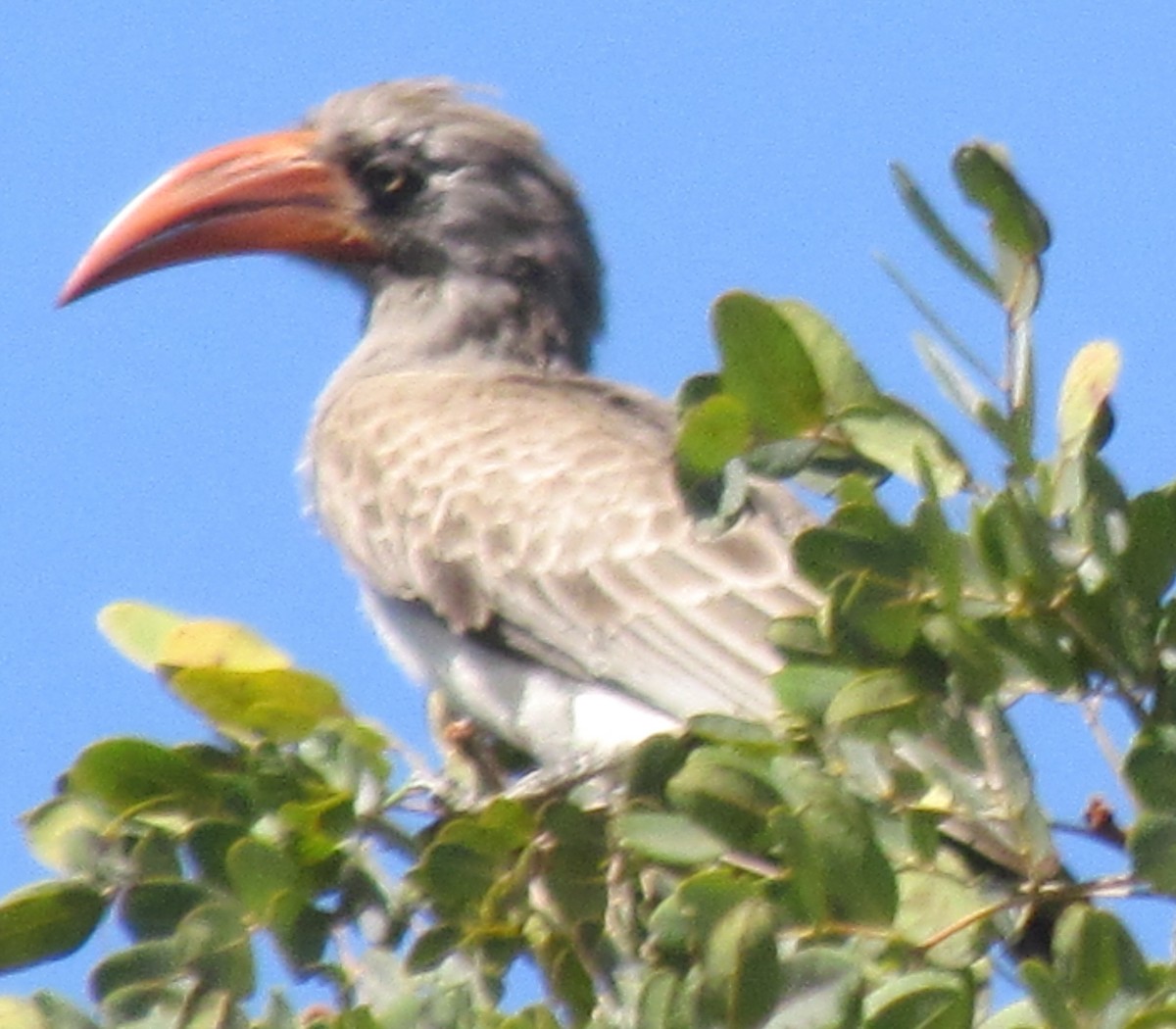 Bradfield's Hornbill - ML638349759