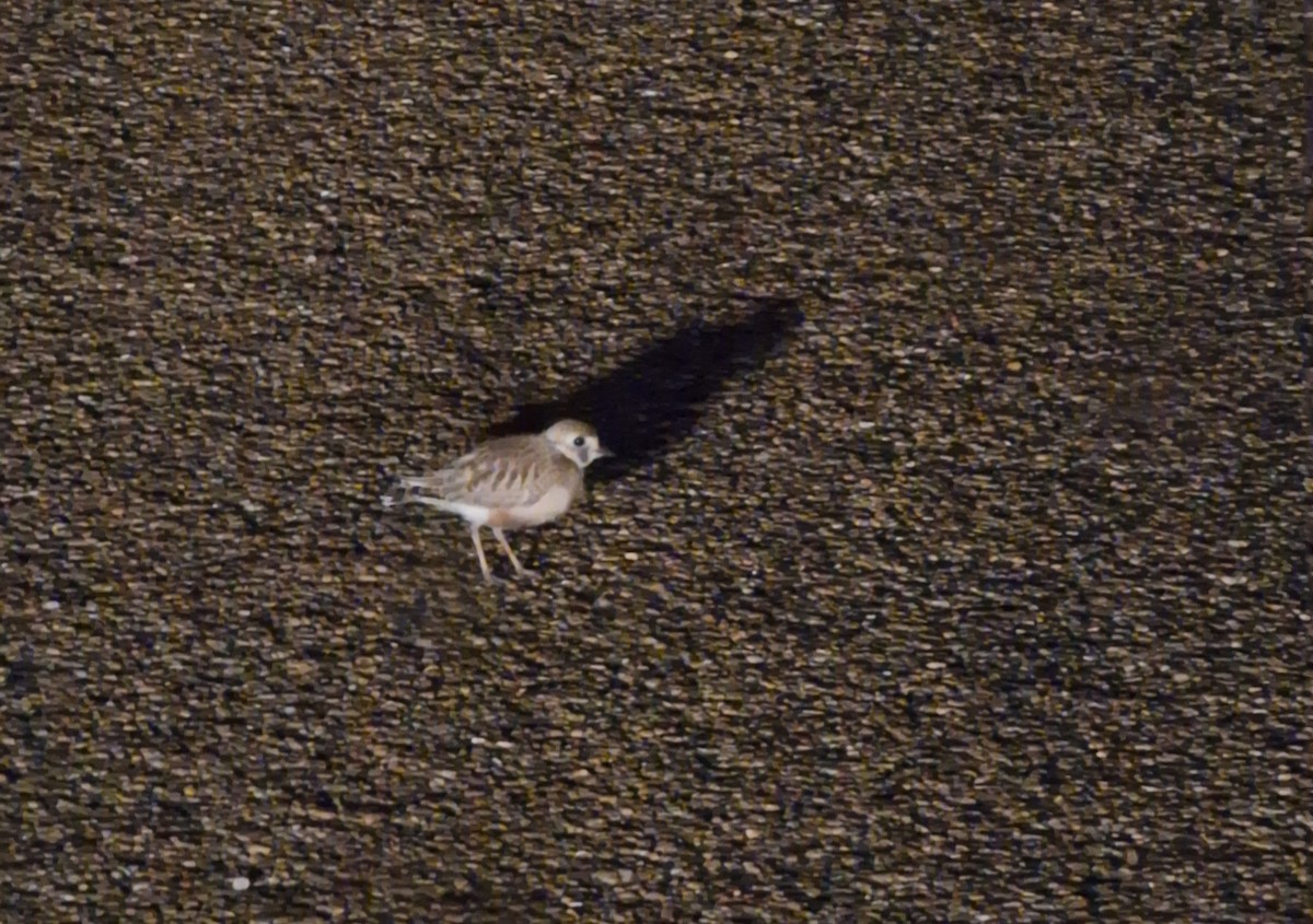 Inland Dotterel - ML638349770