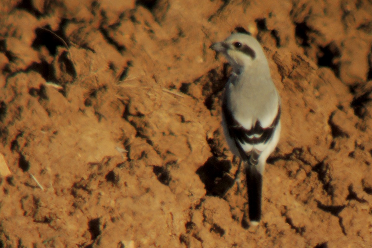 Büyük Örümcekkuşu (pallidirostris) - ML638349776