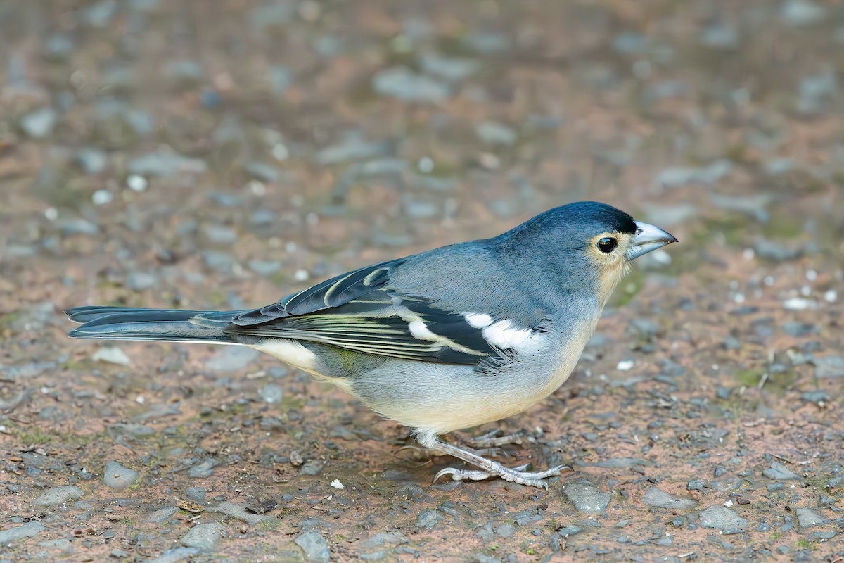 Canary Islands Chaffinch (Canary Is.) - ML638349805