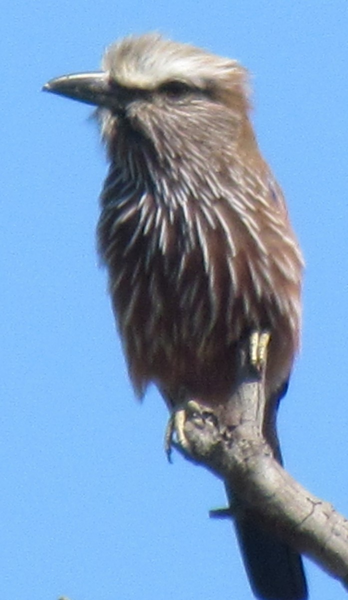 Purple Roller - ML638349812