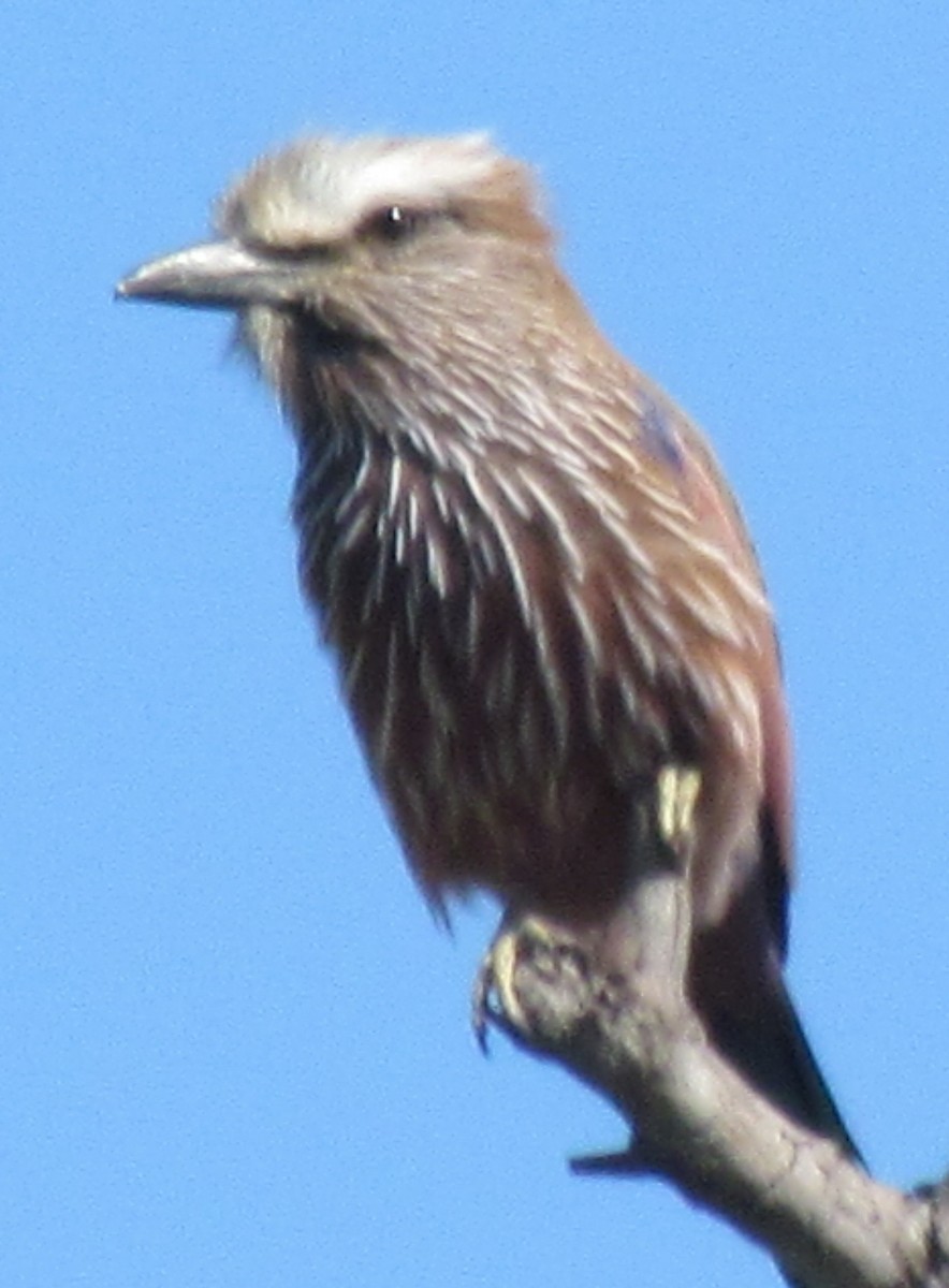 Purple Roller - ML638349813