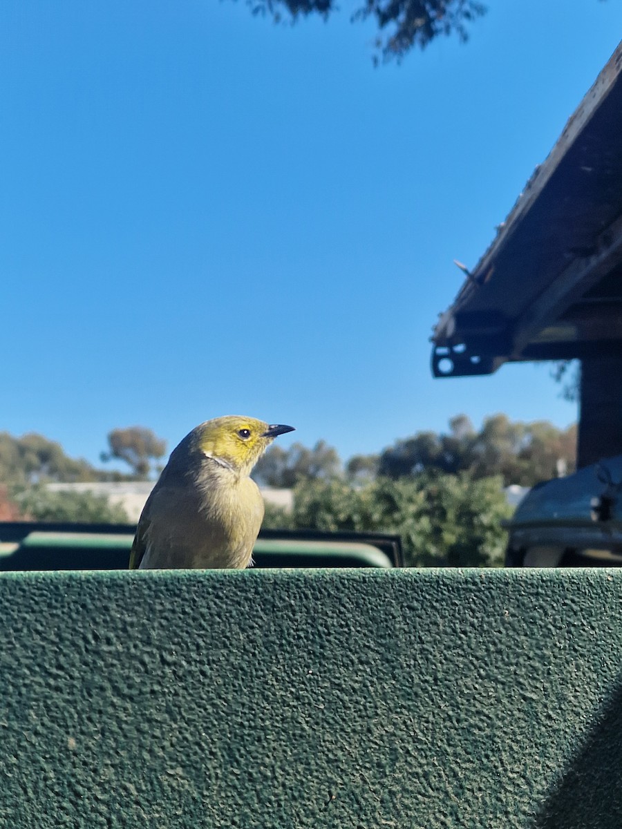 White-plumed Honeyeater - ML638349820