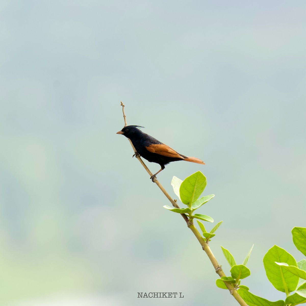 Crested Bunting - ML638349835