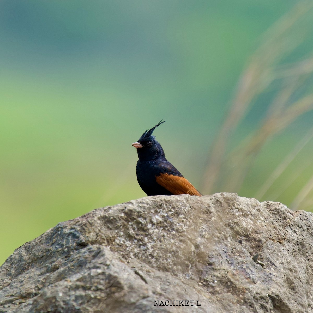 Crested Bunting - ML638349836