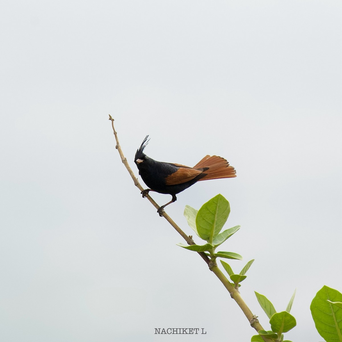 Crested Bunting - ML638349837