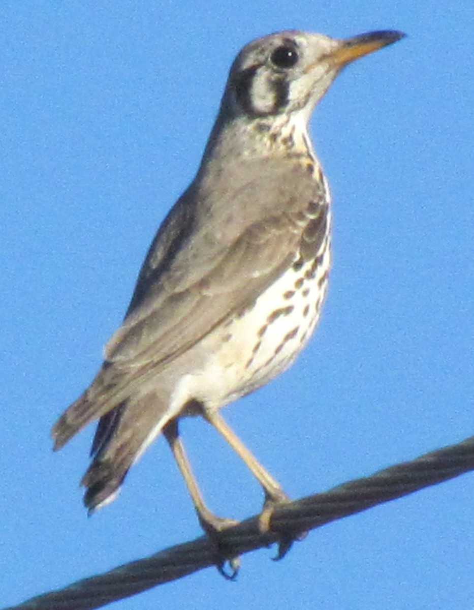 Groundscraper Thrush - ML638349845