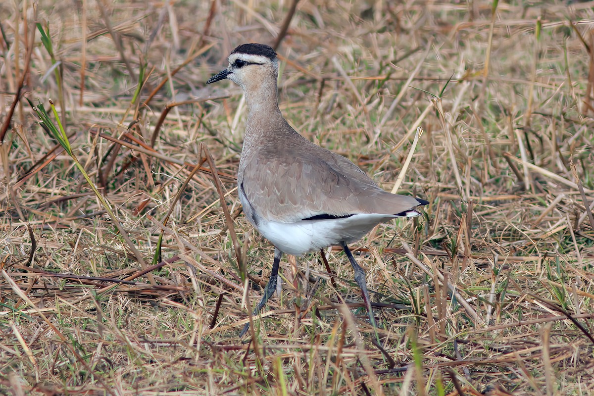 Sociable Lapwing - ML638349847