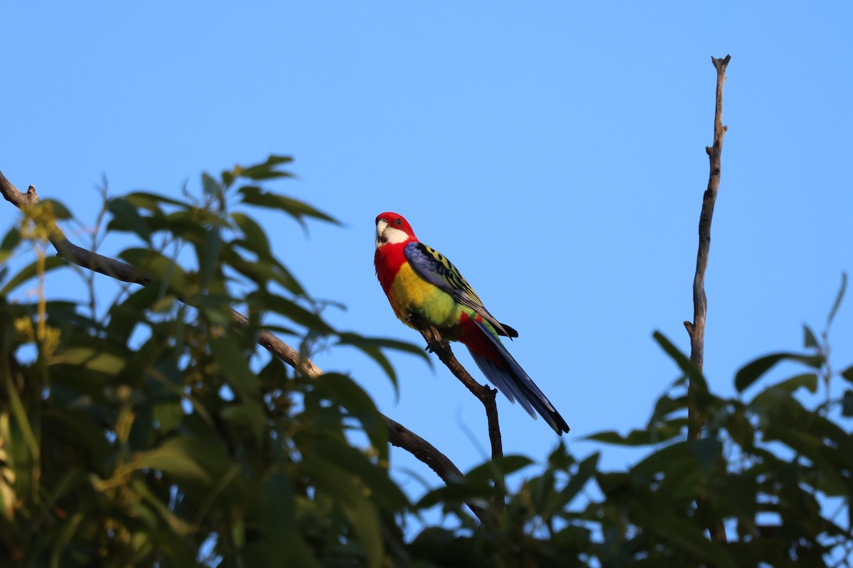ナナクサインコ - ML638349850
