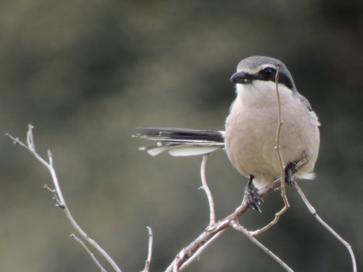 Iberian Gray Shrike - ML638349859
