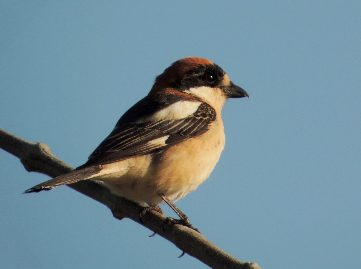 Woodchat Shrike - ML638349867